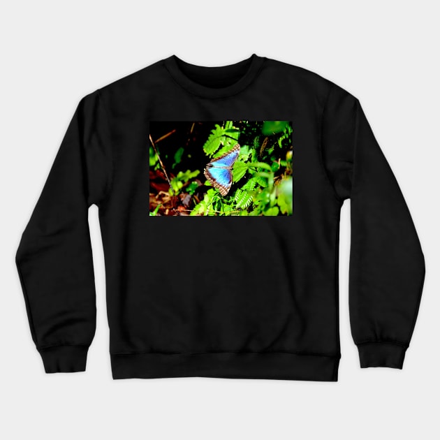 Morphofalter Schmetterling / Swiss Artwork Photography Crewneck Sweatshirt by RaphaelWolf